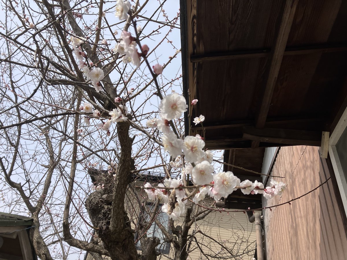 isagoya's tweet photo. 春の仕事 3題 https://t.co/cpqvrH5rvB https://t.co/qTtG4gILRq