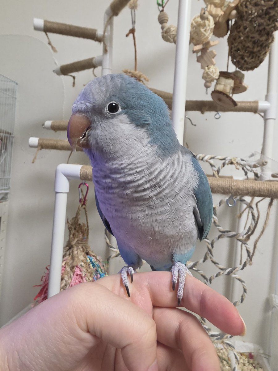 사고치는 다섯마리 tweet media