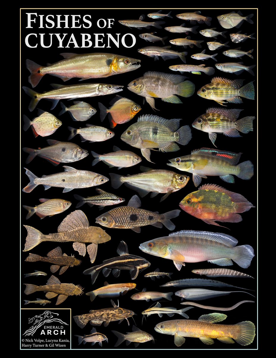 Nick Volpe tweet media