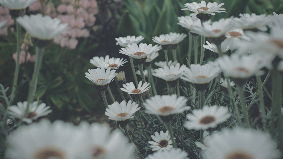 𝙢𝙞𝙞 tweet media