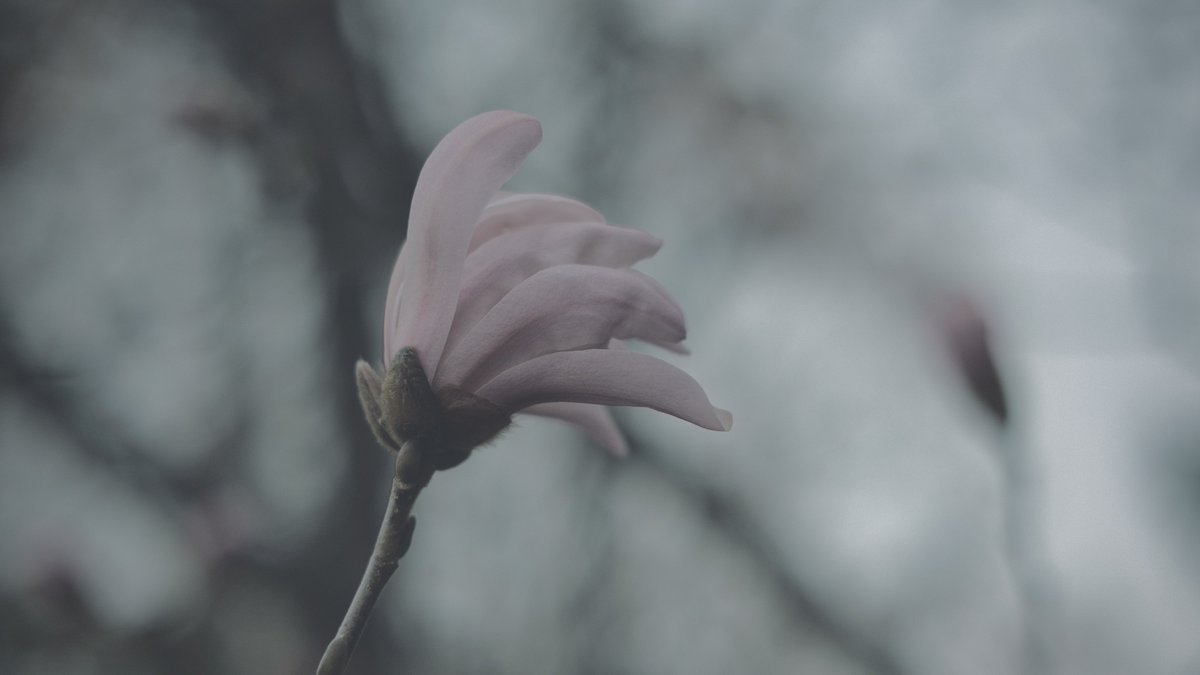 𝙢𝙞𝙞 tweet media