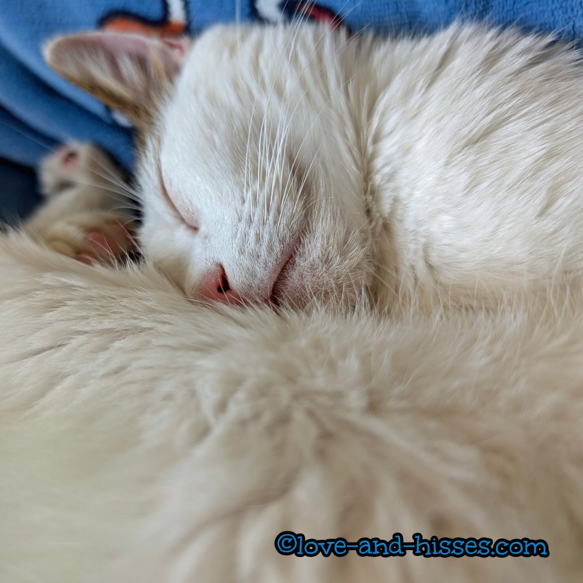 Robyn Anderson tweet media