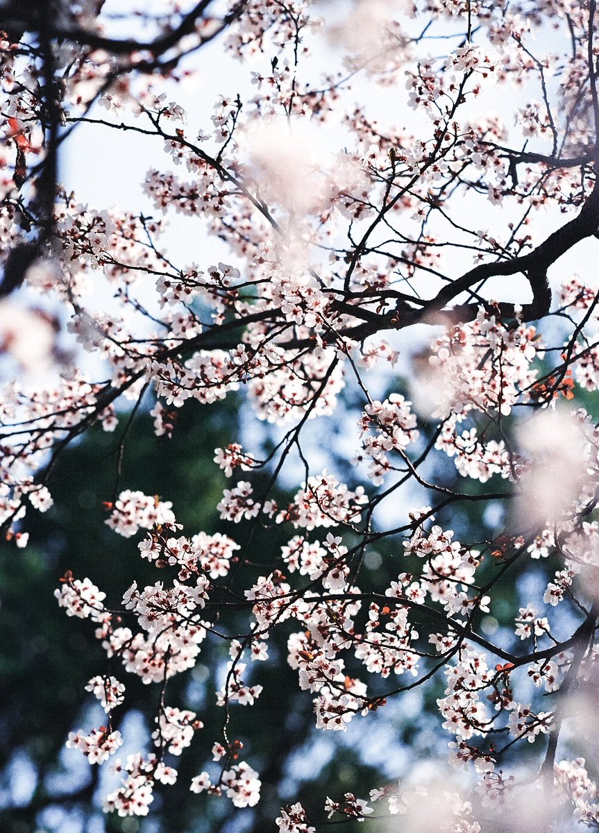 ベニスモモ

𝙉𝙞𝙠𝙤𝙣 F5
NIKKOR-P Auto 105mm f2.5
FUJIFILM 400

#nikon
#nikonf5
#film
#フィルムカメラ
#オールドレンズ