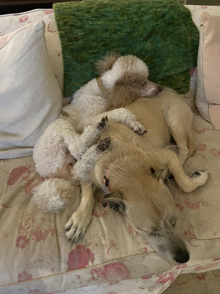 H.S. Cross tweet media