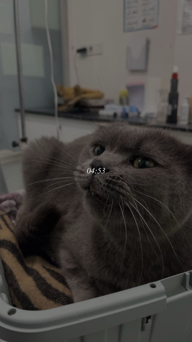 sezenbuğu tweet media