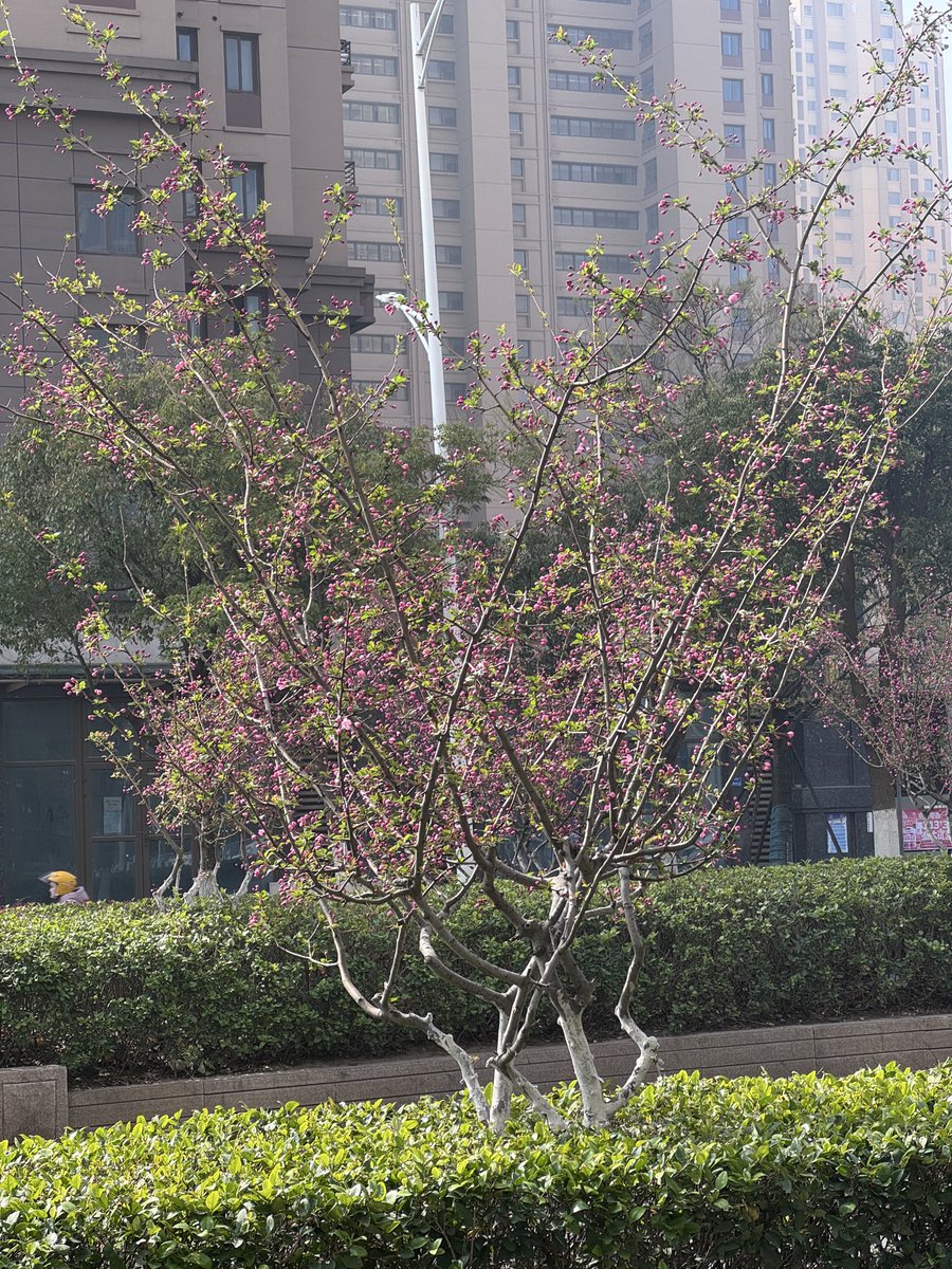 狗富贵 tweet media