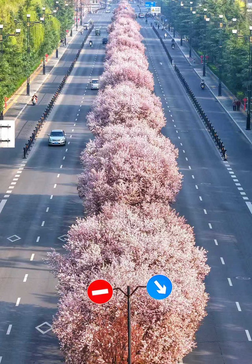 inLuoyang tweet media