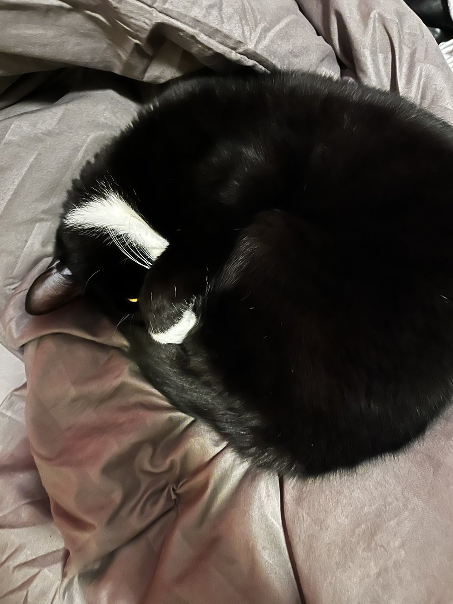 روتردامر‌™ tweet media