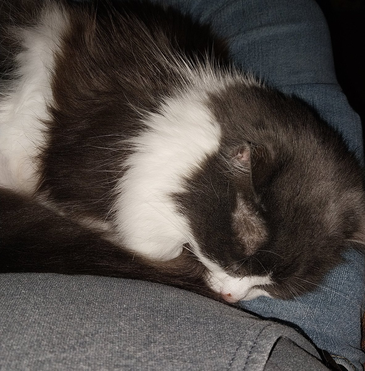 Kyle Peterson tweet media