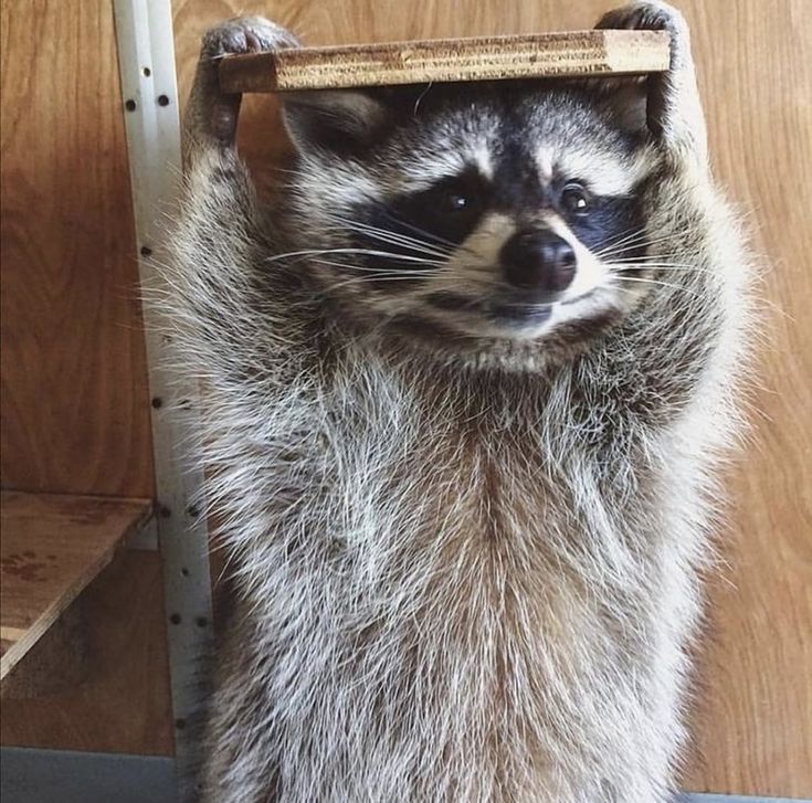 silly raccoons & pandas tweet media