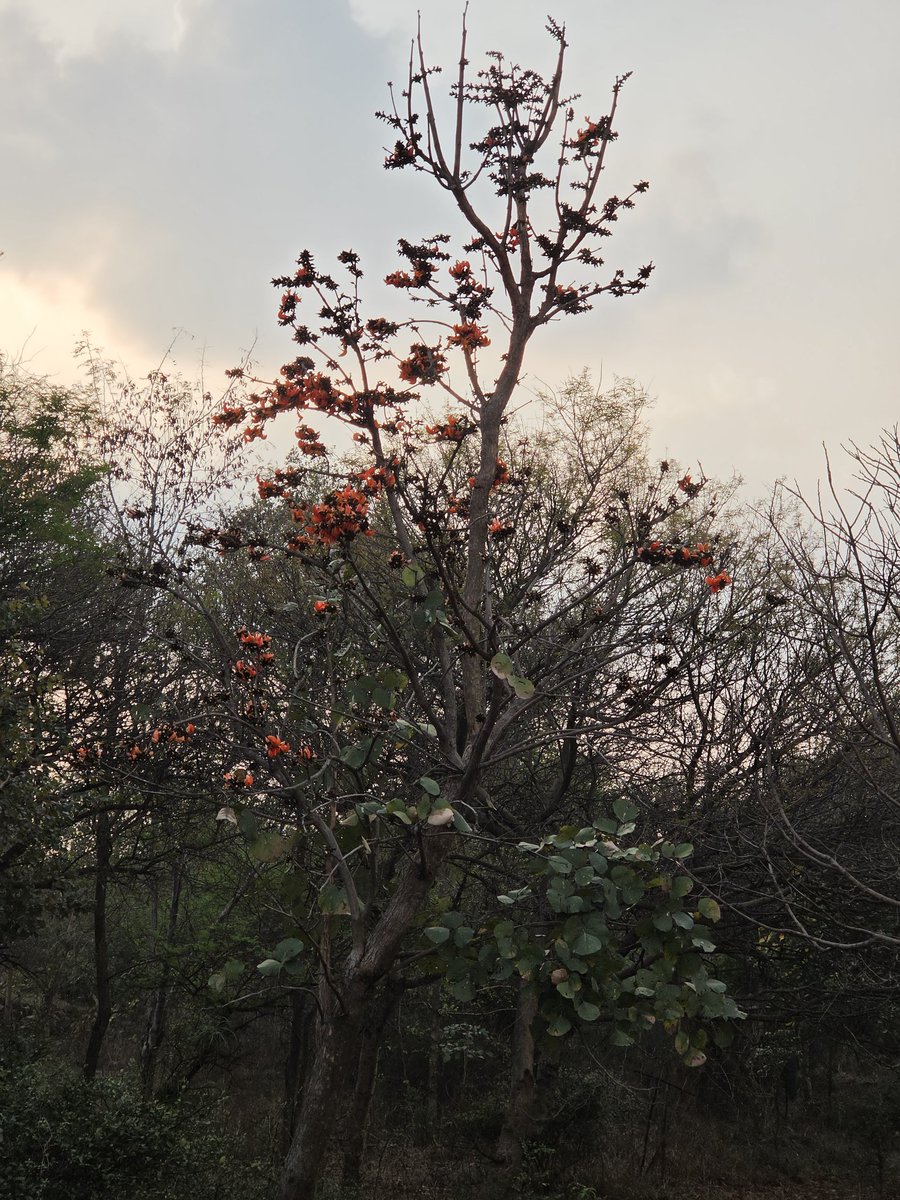 DrAmbrishMithal's tweet photo. #Palash (Dhak, Tesu) blooms late in Delhi—usually after Holi.
Traditionally, the vibrant Holi colour “Tesu” was made from these flowers.
The three trees I follow in Aravalli Biodiversity Park, #VasantKunj, are blooming now.
As Semal recedes, Palash takes over-though in far smaller numbers- in #Delhi.
A quieter, but equally striking, phase of #spring. 🌺