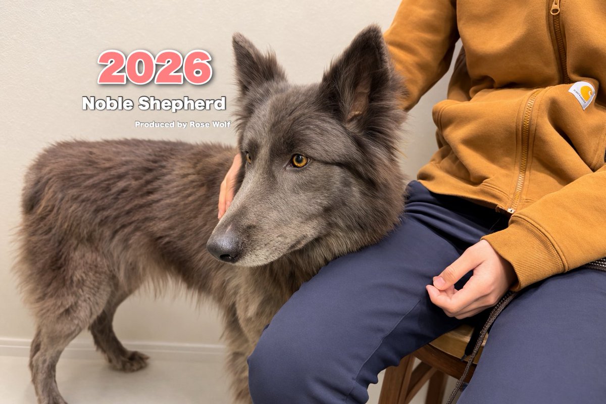 ローズウルフ🌹🐺ウルフドッグ犬舎 tweet media