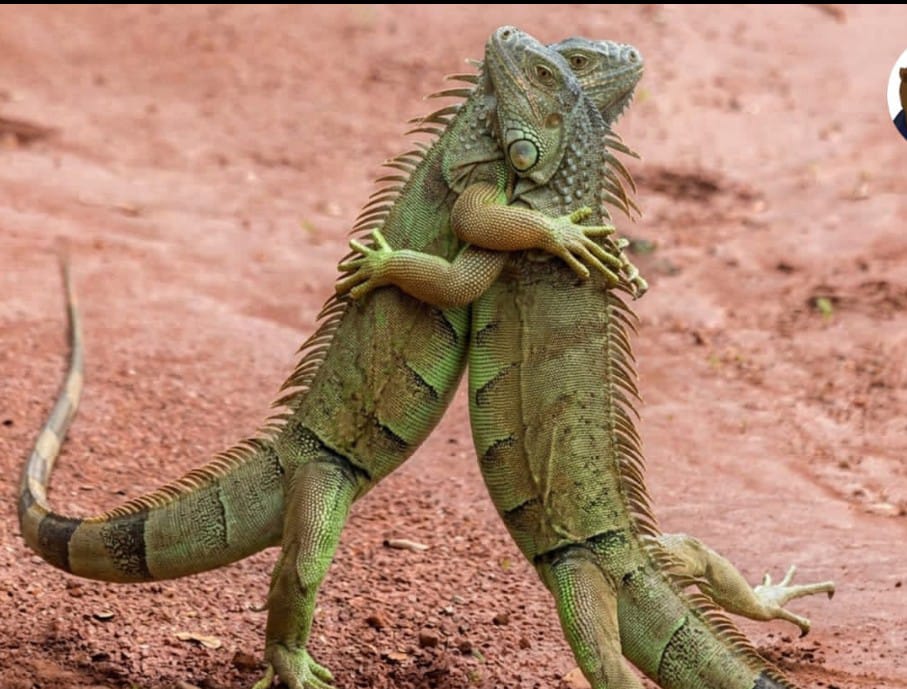 Jose Antonio Colina tweet media