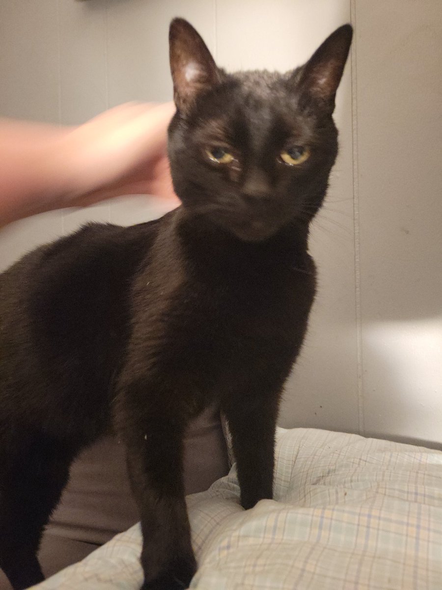 dr. k 🩶 Bonkers tweet media