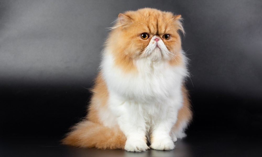 Alain Becile ® tweet media