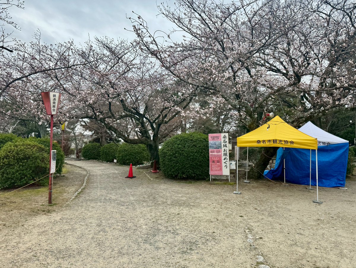 kuwana_fc's tweet photo. ／
📺放送情報
＼
ドデスカ！（メ～テレ）
 3/26（木）メ～テレ

朝7時台の「とびだせ！ふっと～中継」で九華公園のさくらまつりやイベント情報が紹介されます。
ぜひご覧くださいね。

ちなみに本日の開花状況は三分咲き🌸 https://t.co/pj6VJJWNsc
