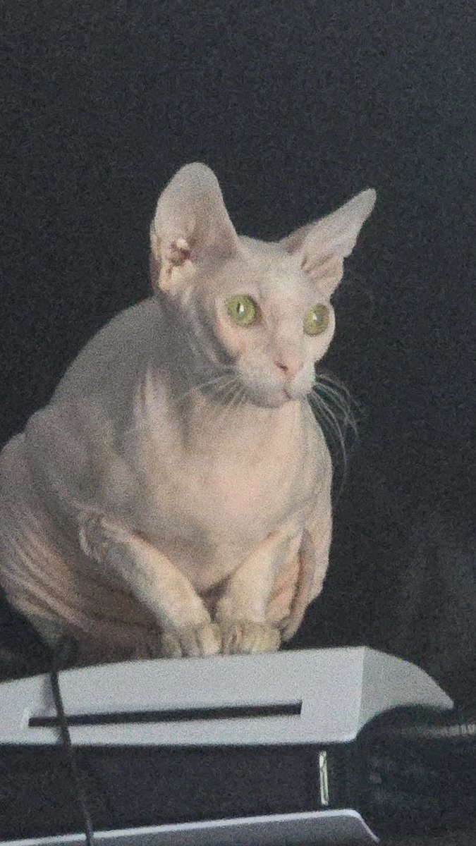 alice🐾 tweet media