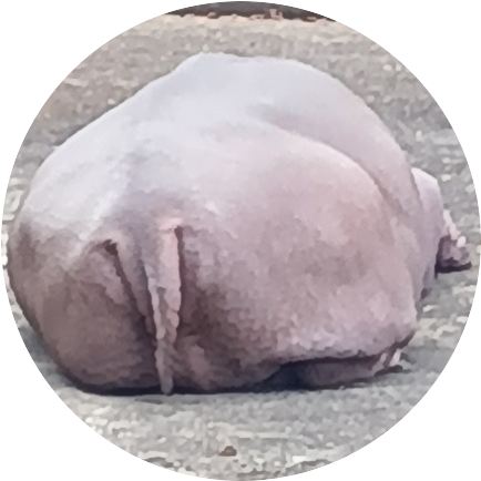 ランサー tweet media