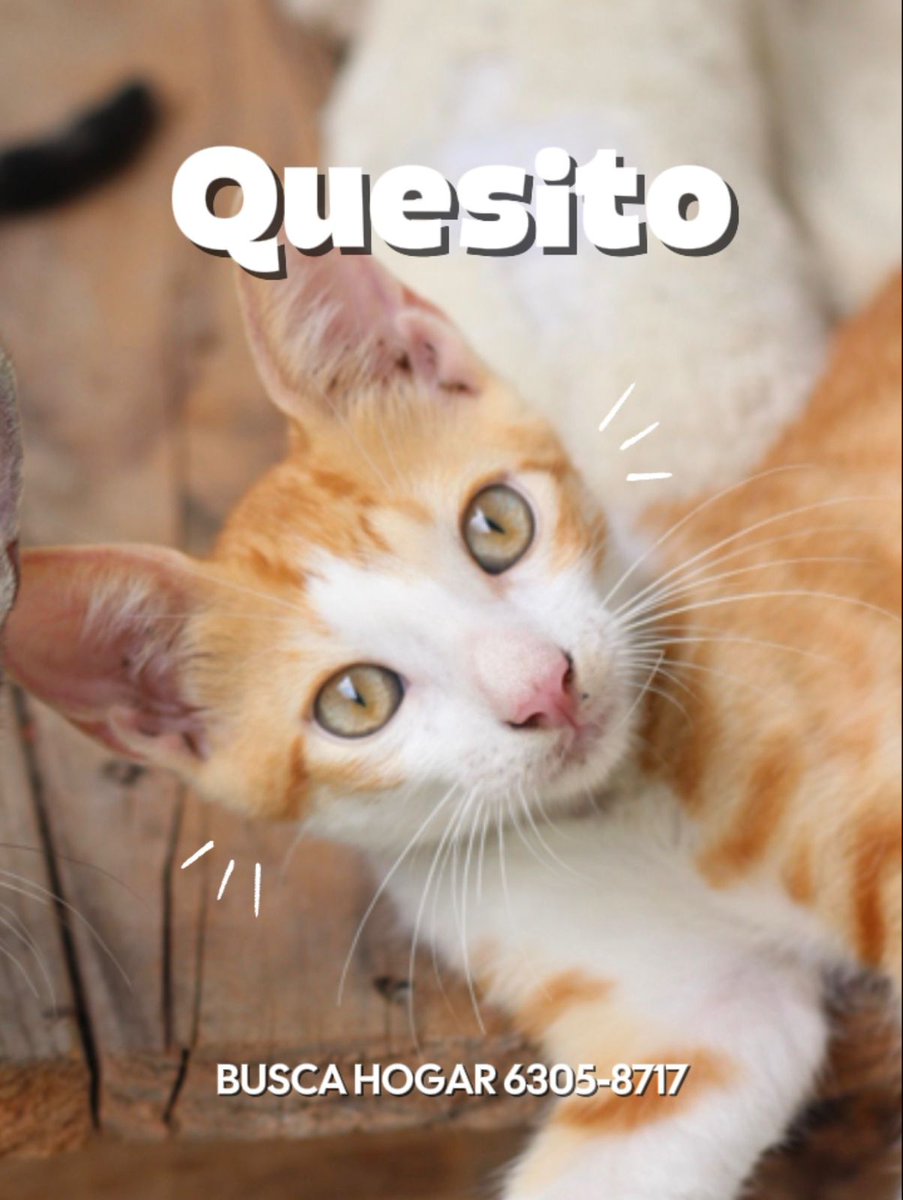 Spay Panama tweet media
