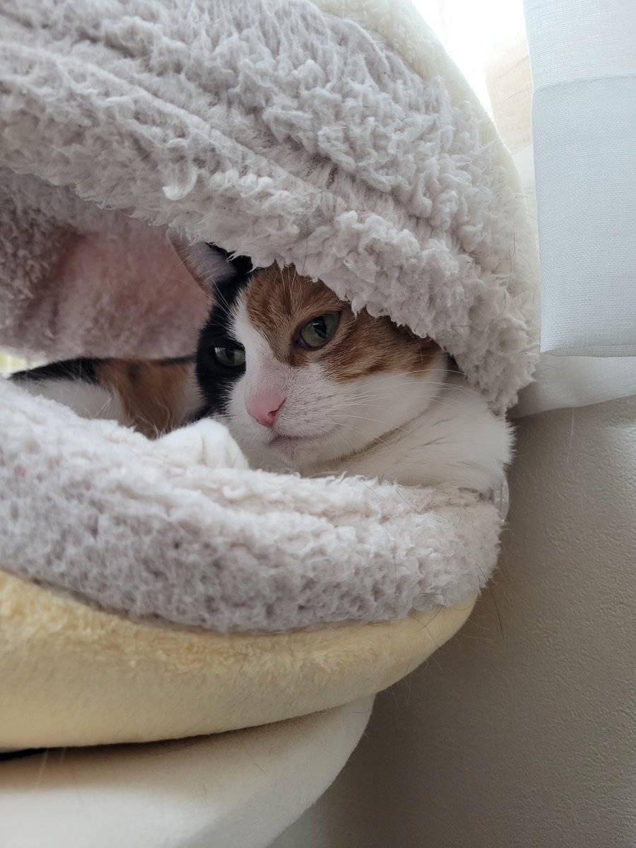 神楽🐾 tweet media