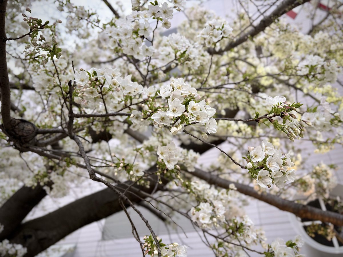 こちらは昨日の上野の桜
