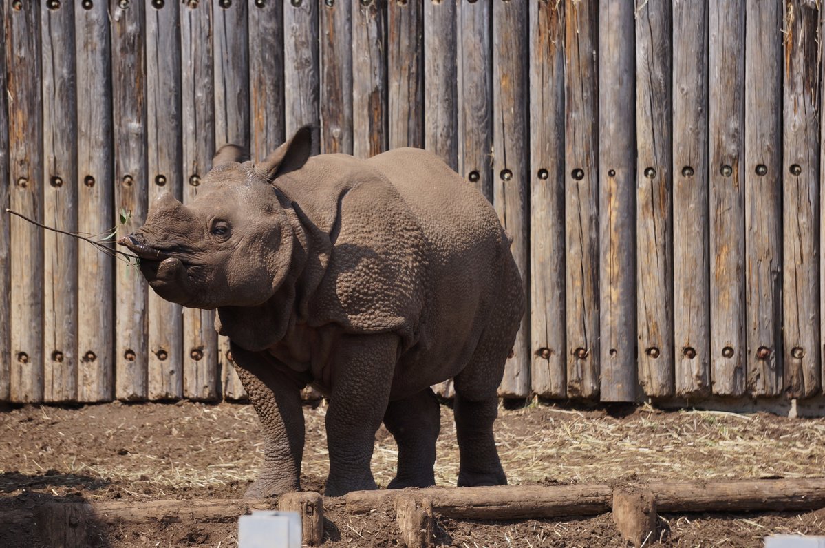 多摩動物公園［公式］ tweet media