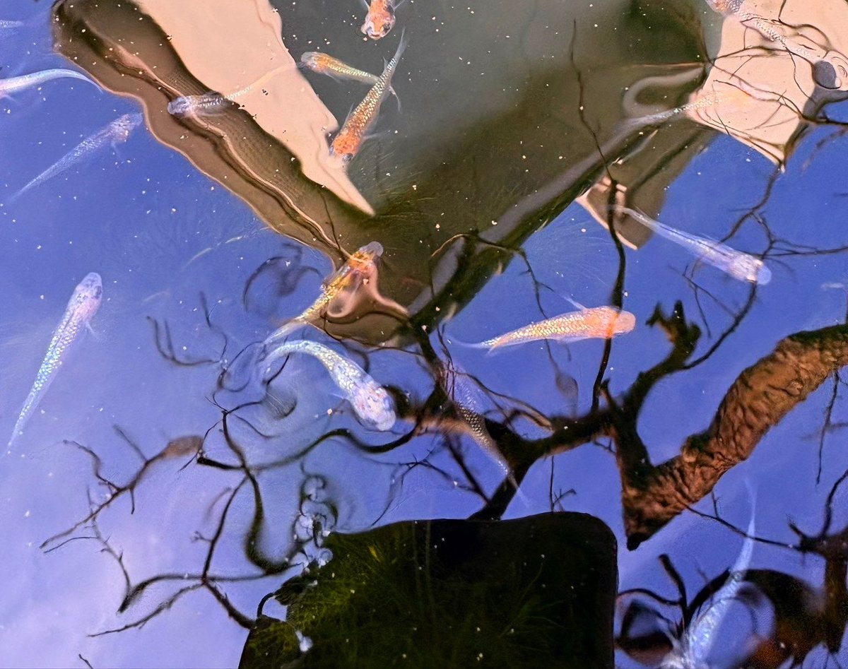 パラハム　【火・金サリーさんの怖い部屋】 tweet media