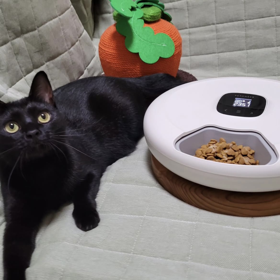 bitcle's tweet photo. 春は生活リズムを見直すチャンス🌸
「Petoneer NutriSpin 6 Meal Pet Feeder」なら分単位で給餌時間を設定でき、1日最大5回まで管理OK
食べすぎ防止&健康サポートに🐕🐈
人気雑誌『猫びより』春号でも紹介✨
@nekobiyori_jp
写真モデル:るなちゃん @YonghwaRie
https://t.co/DVoxjEJ0zh
#bitcle https://t.co/Q7CPM0G4SQ