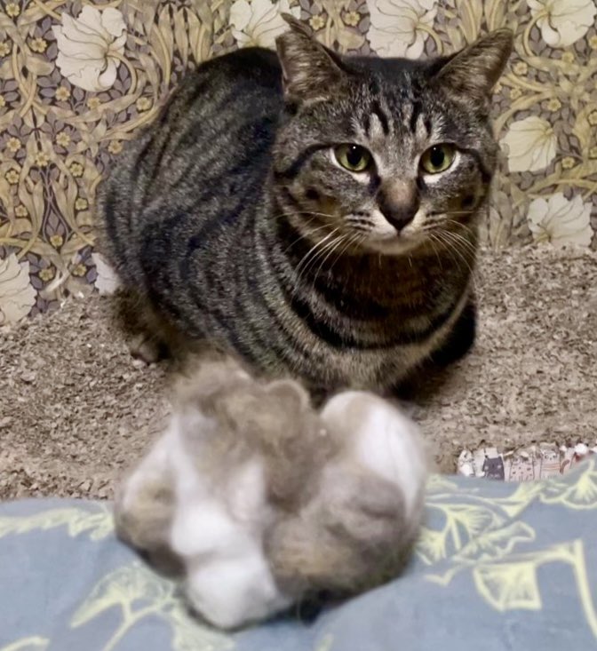 僕、テアさんと仲良くしてみたいんだけど毛玉っていう物凄く攻撃的な子が
いつも僕を見張ってて
僕が何をしようとしてても襲いかかろうとするの…

それを止めようとする人間も
そういう時はよく攻撃されてる
いつも人間の布団の上で人間にひっついてるくせに…

僕、お外に帰りたいから