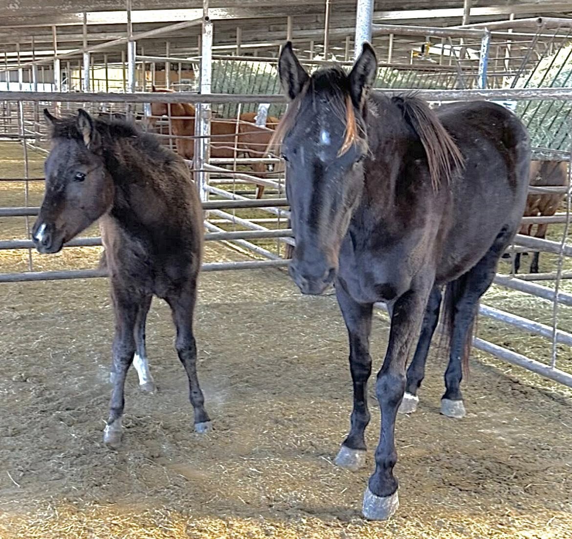 Sorry to say we are NOT even close to saving 1 pair Please #Share #Donate #repost #animallovers #horselovers even $5 $10 adds up to save them paypal.com/donate/?hosted… venmo.com/u/SaveourWildH…