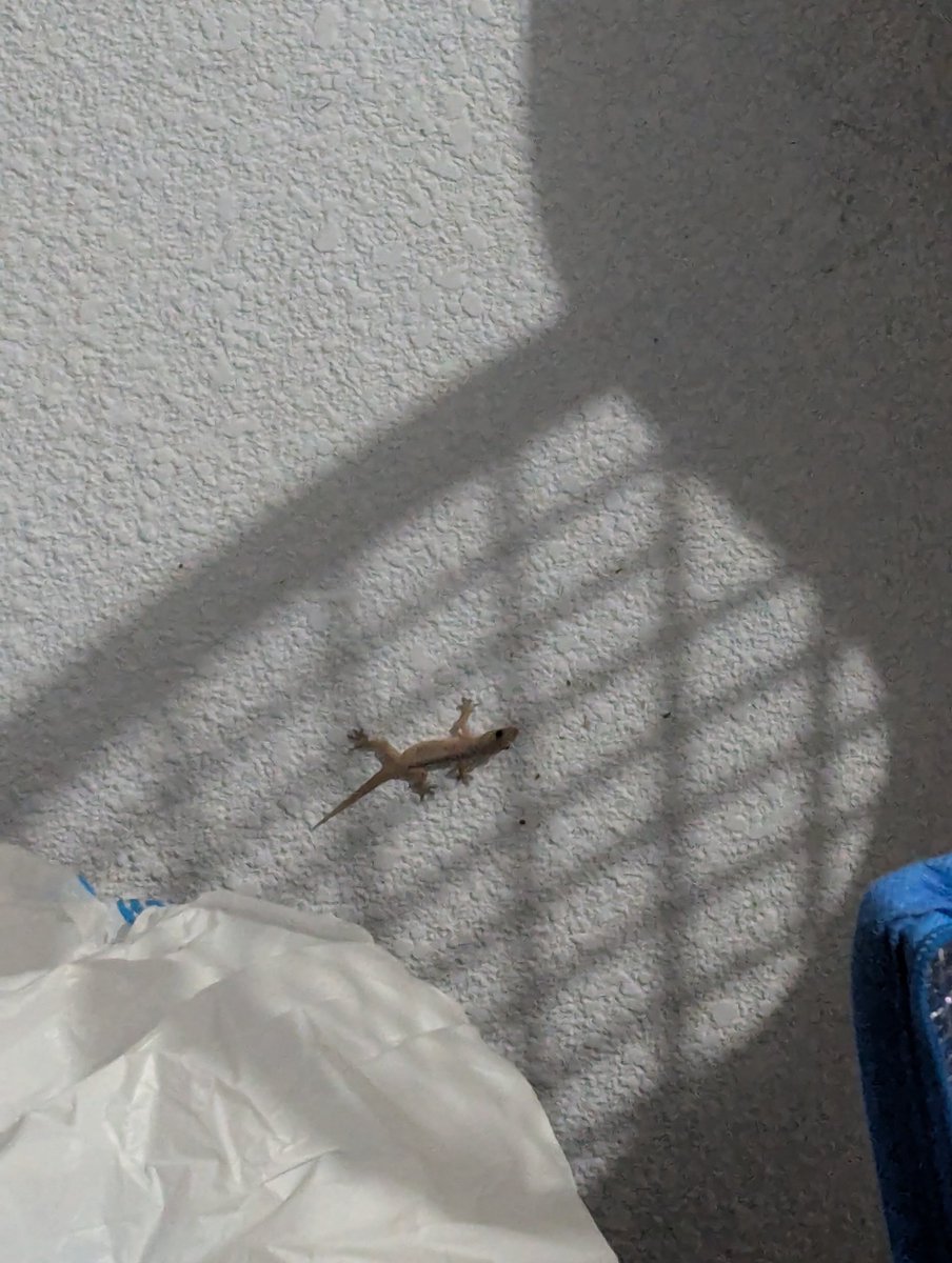 Nery Monroy tweet media