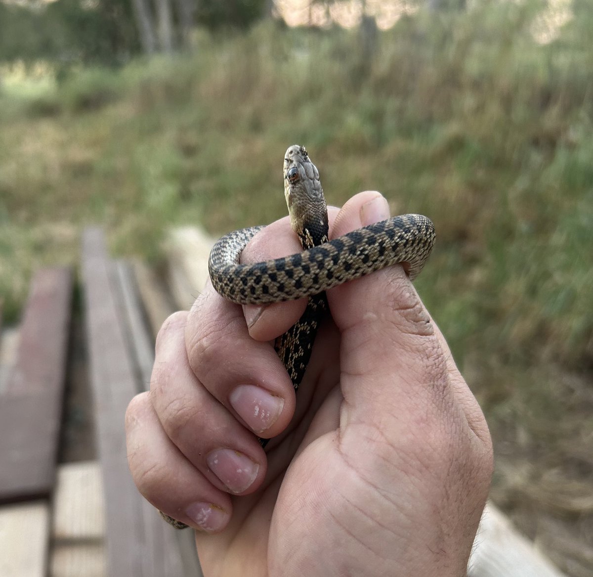 Mayor Mike tweet media