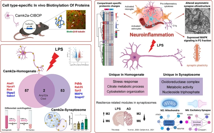 Molecular Neurodegeneration Advances tweet media