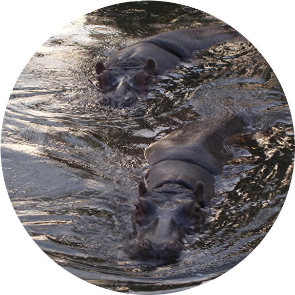 ランサー tweet media