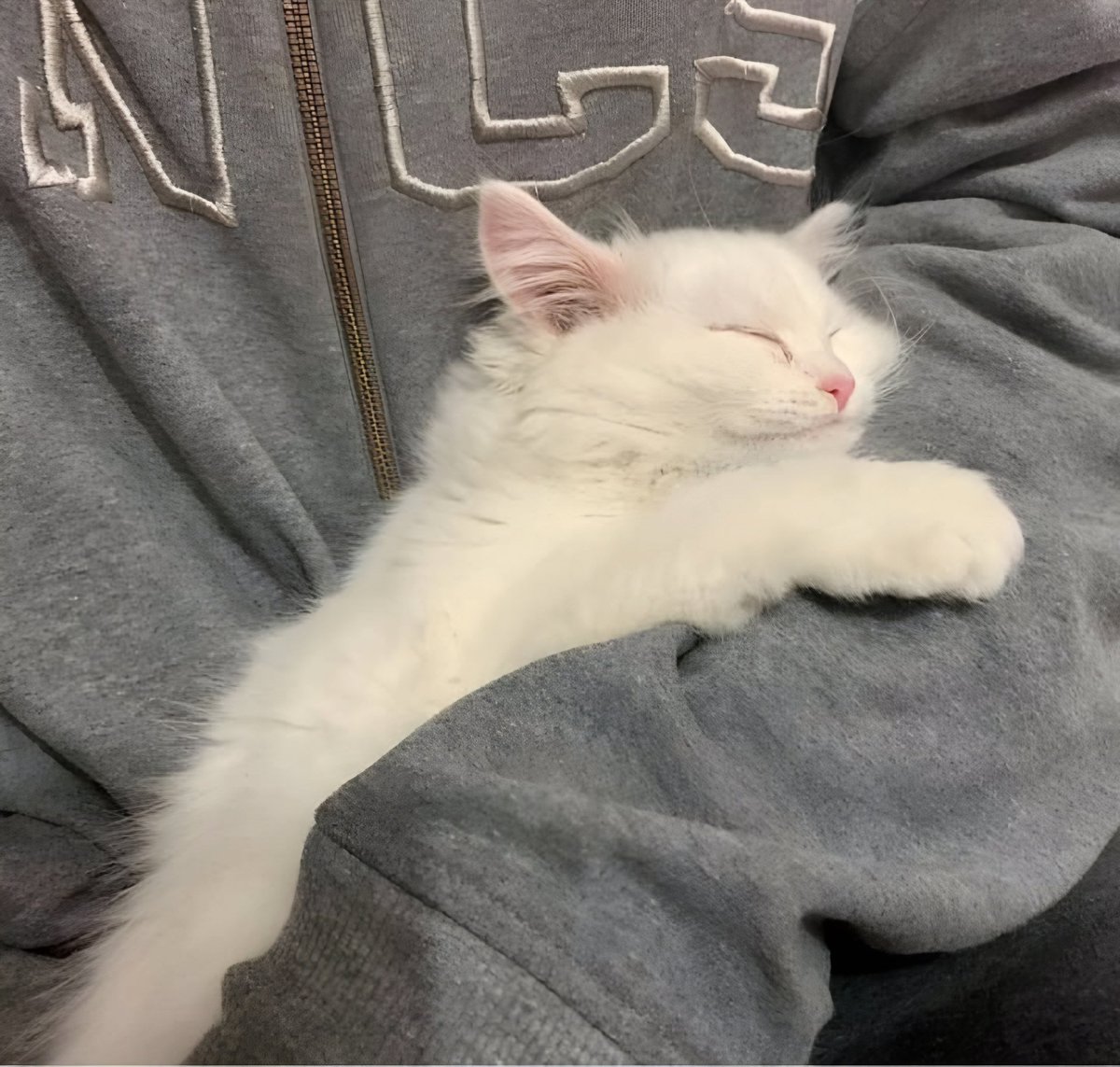 t, fushiguro ¡! tweet media