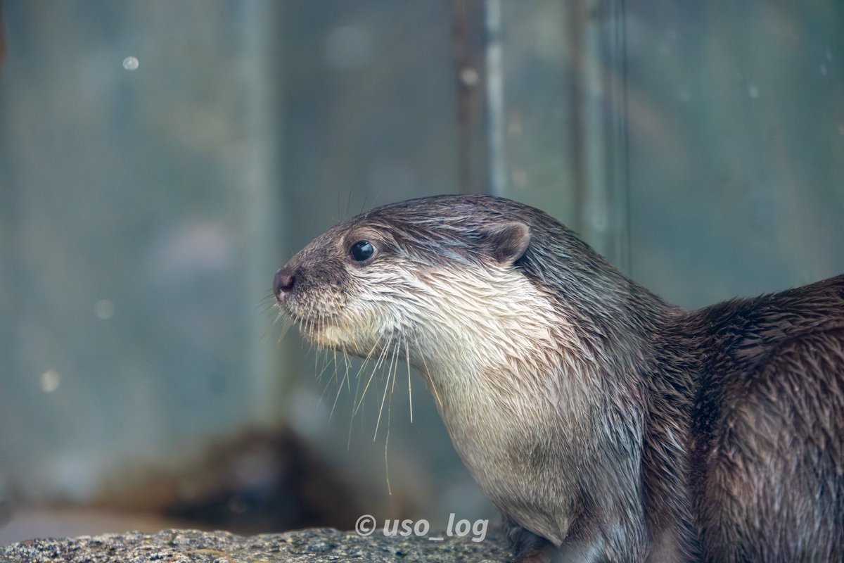 うそログ tweet media