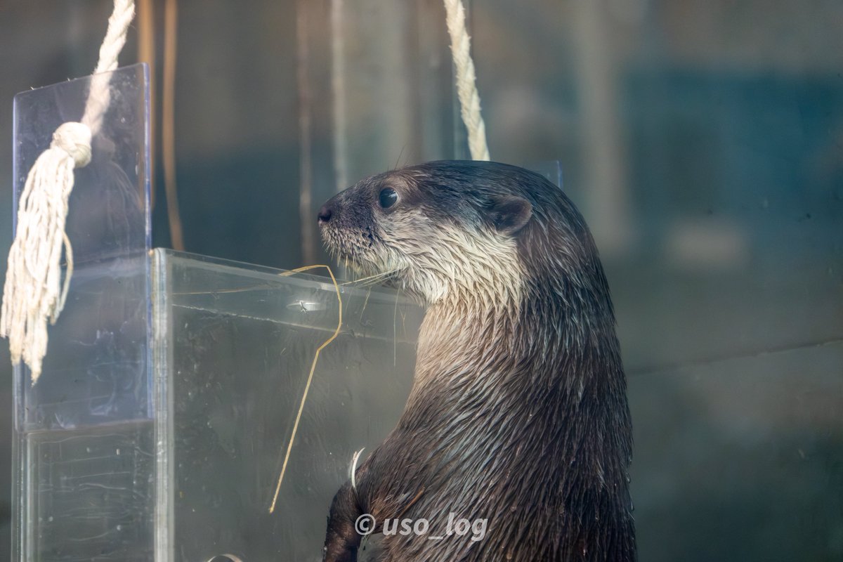 うそログ tweet media