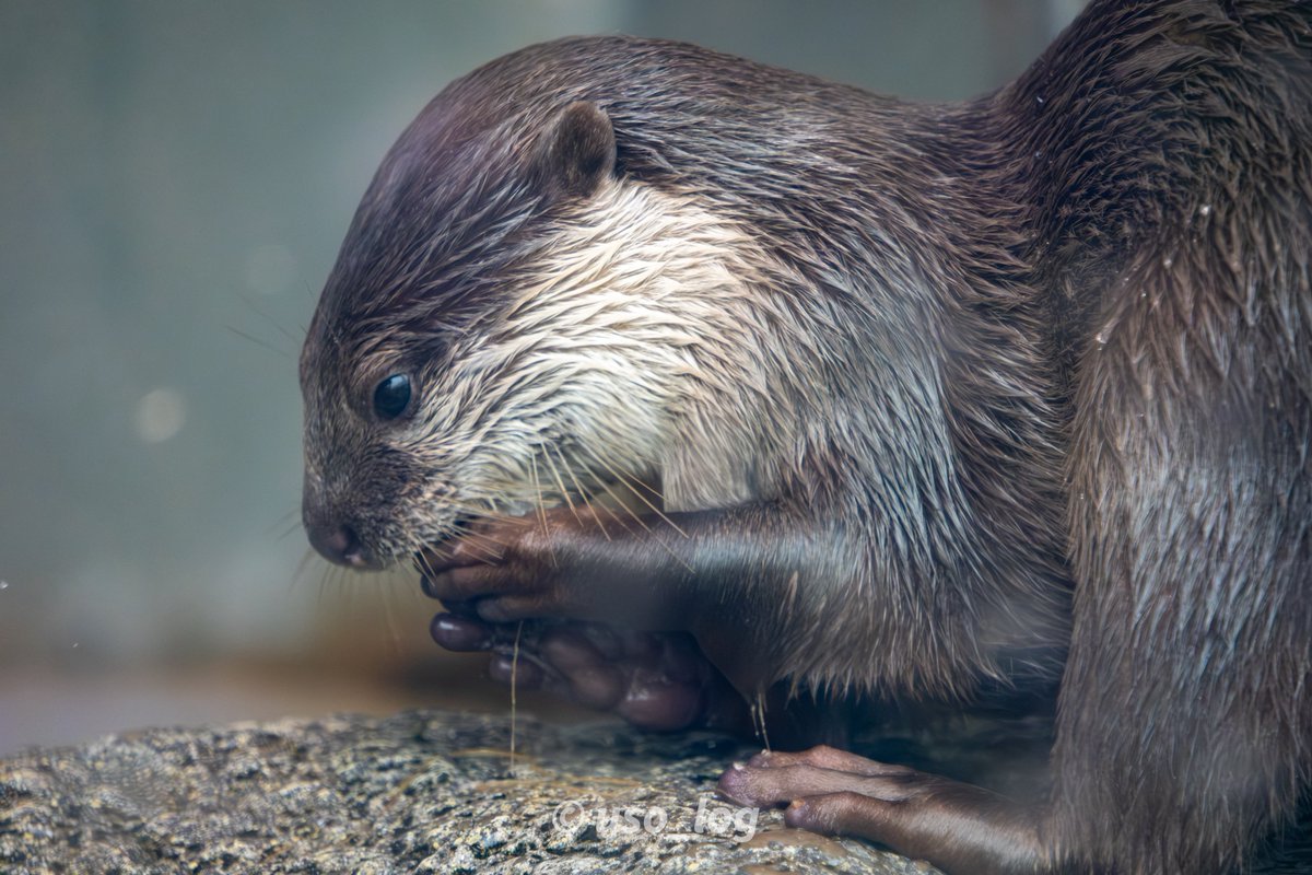 うそログ tweet media