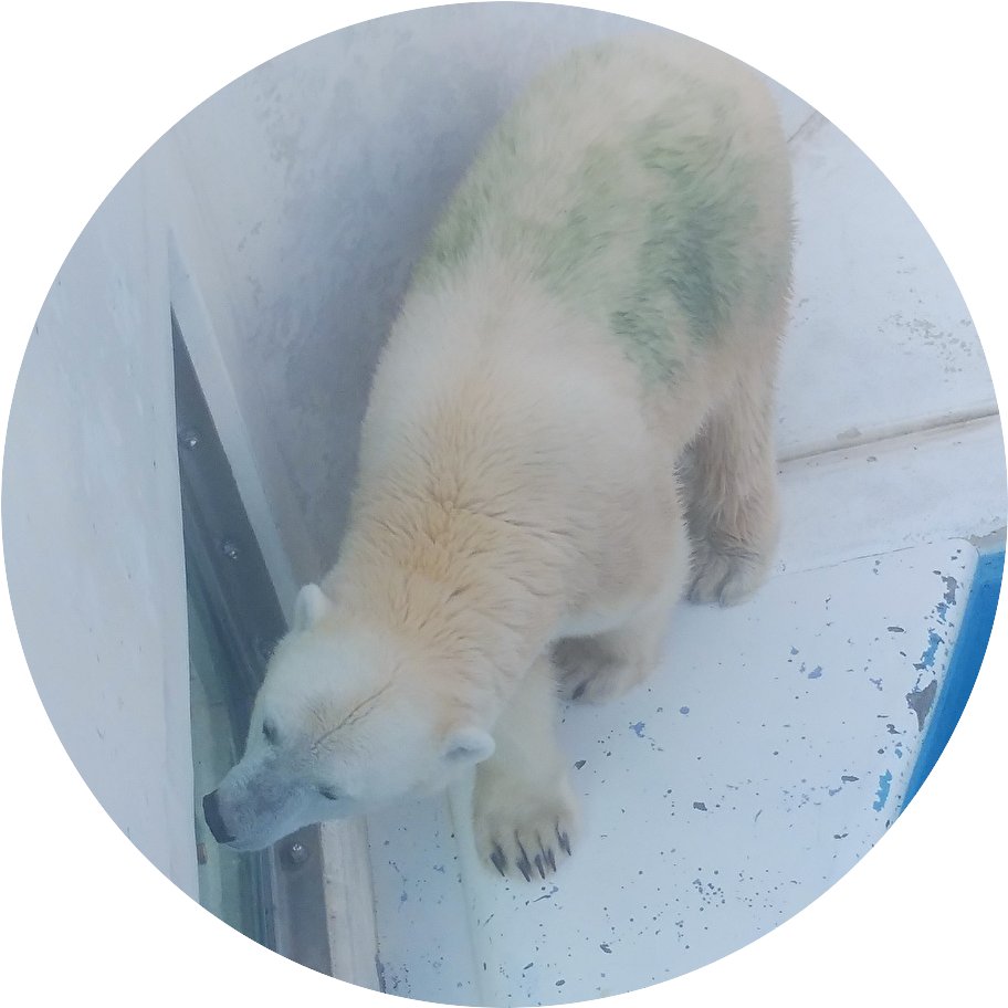 ランサー tweet media