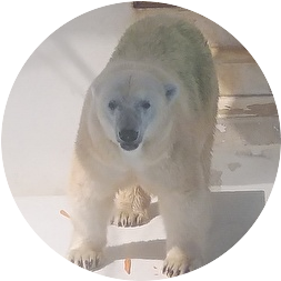 ランサー tweet media