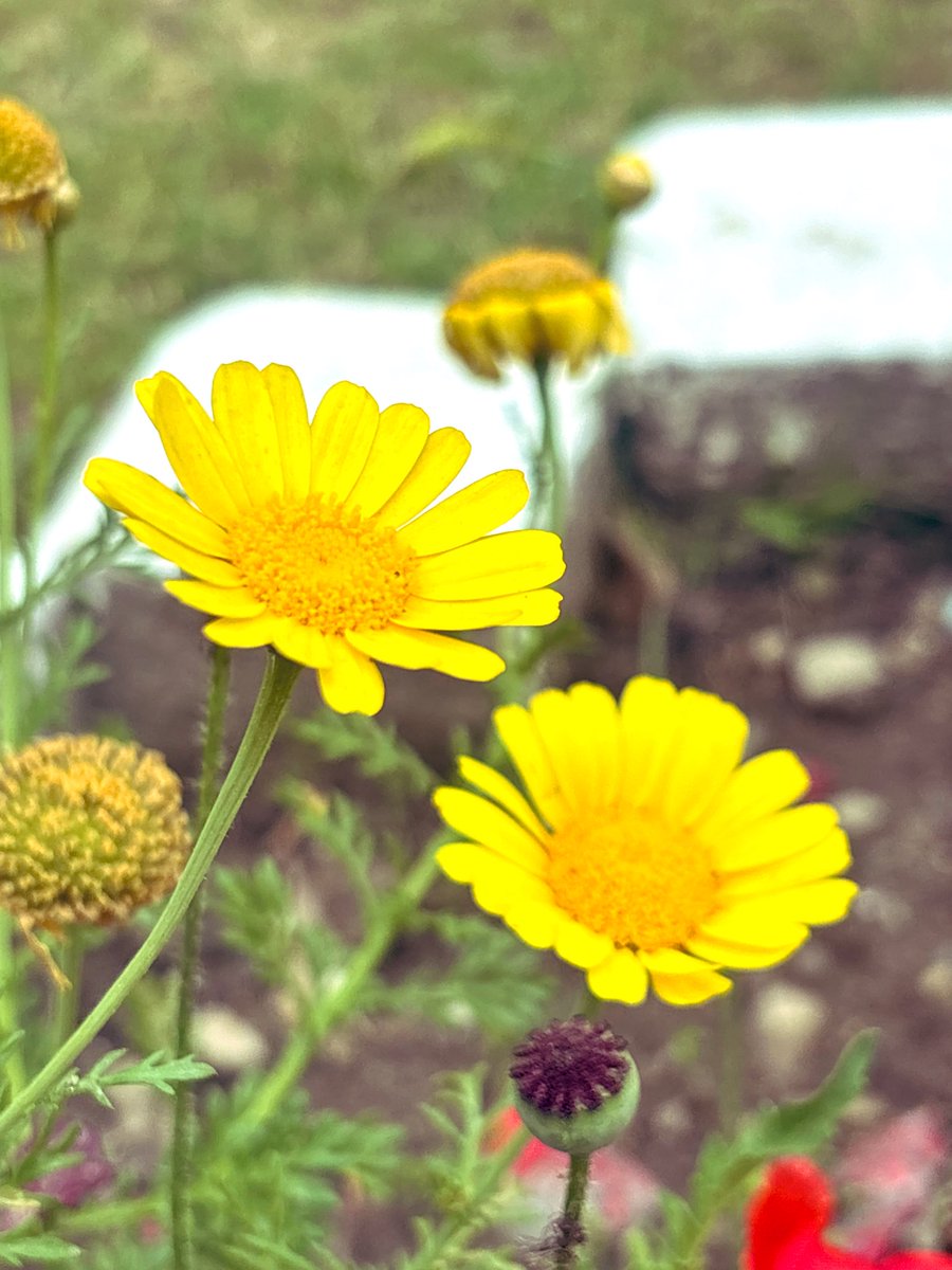 monotrails's tweet photo. Good Morning Friends !! Have a wonderful Wednesday 😃💖

🌼 flower for Wednesday…
🌻 Drop yours… https://t.co/1az94KwZQk