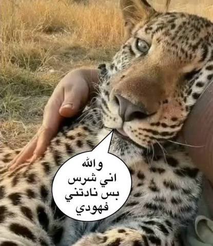 ڣـﮪد ا̍ڷگڷٽمۭـﮯ🇸🇦 tweet media