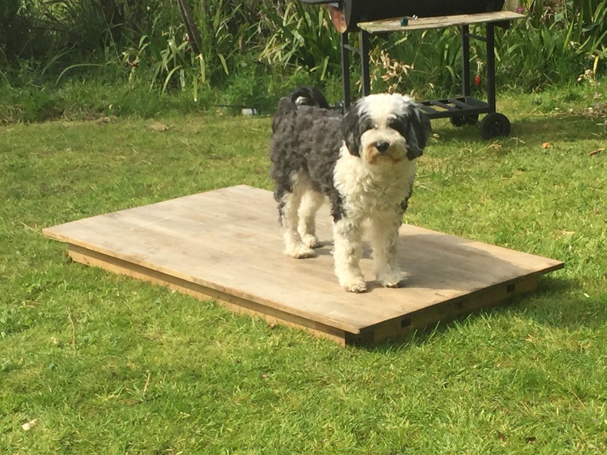 connie cotton(wood) ⊬ tweet media