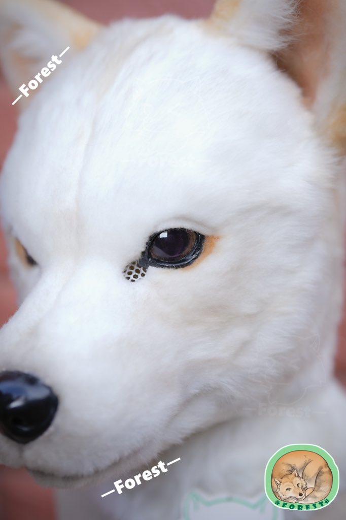 forest_fuzz's tweet photo. This is my favorite close-up — the puppy has the most beautiful eyes
Owner：@robotdogowner 
#furry #fursuit #furrycommission #realisticfursuit #HokkaidoDog https://t.co/yNUbBqQCAU