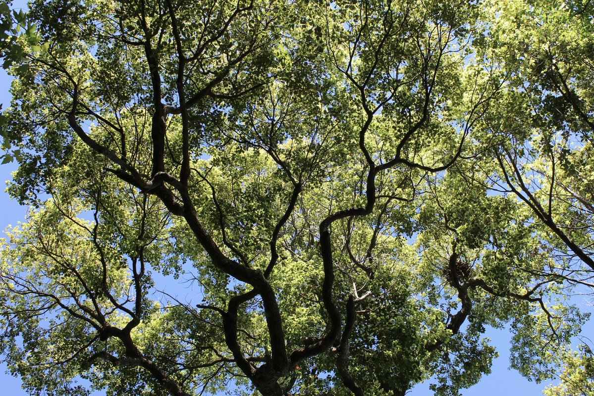 evil elly tweet media