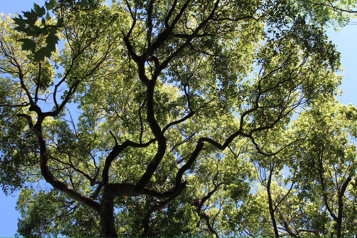 evil elly tweet media