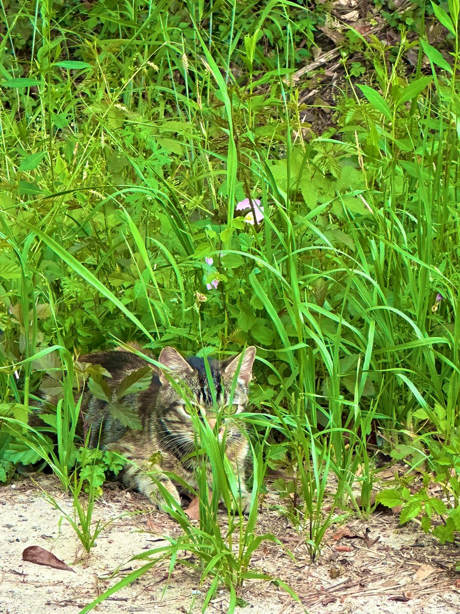 Munther Alaskry tweet media