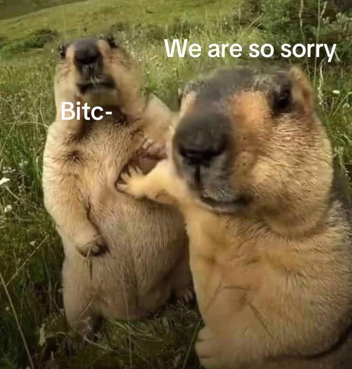 Meme Videos 🍑 🥕 tweet media