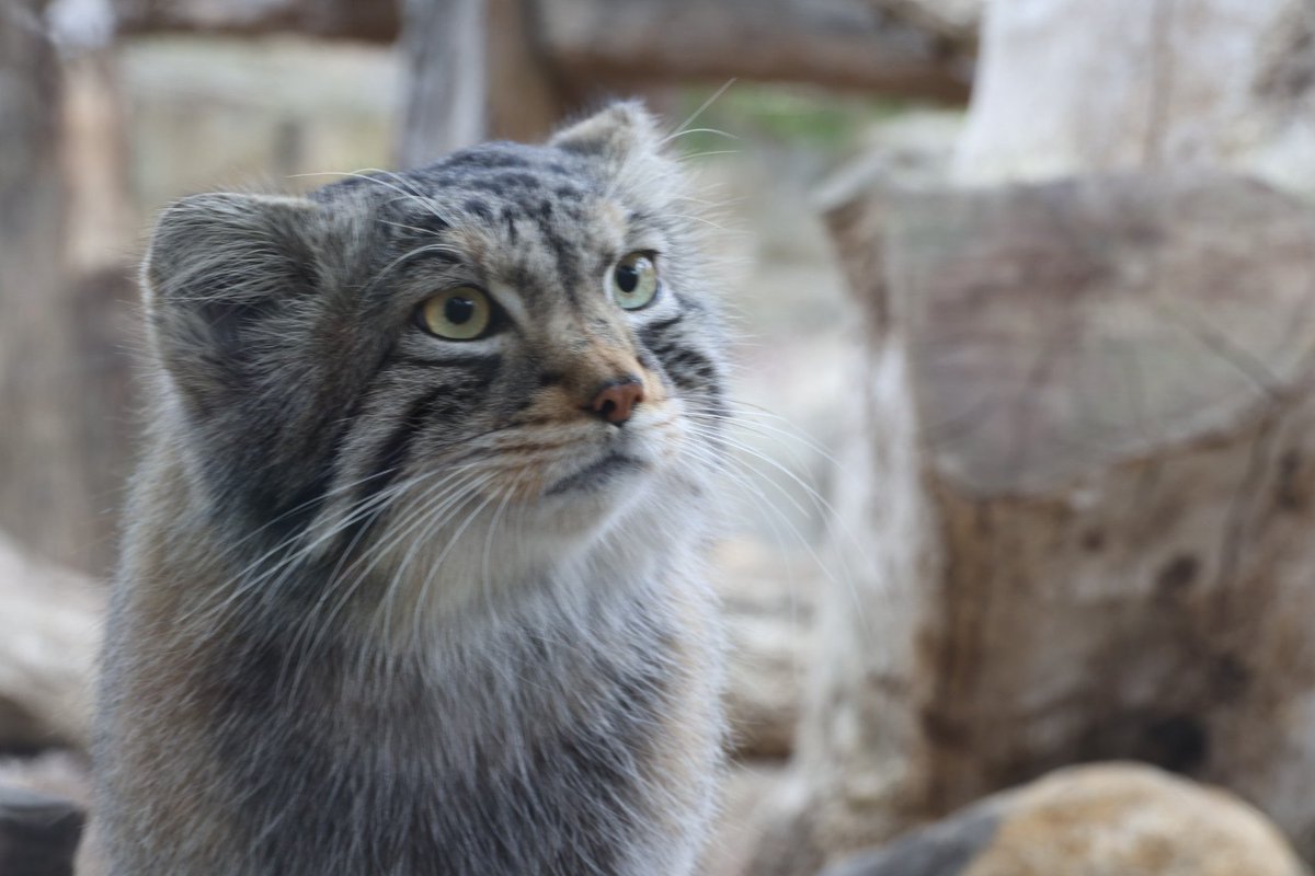 パンダ姉さん tweet media