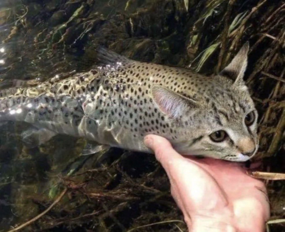 🌱 joey tweet media